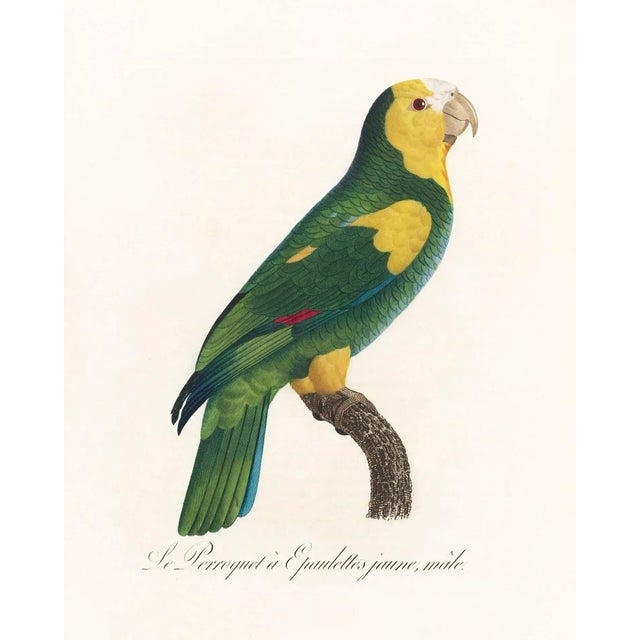 Illustration Reproduction Antique 1805 Antique French Parrot Prints - Set of 8 For Sale - Image 3 of 11