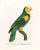 Illustration Reproduction Antique 1805 Antique French Parrot Prints - Set of 8 For Sale - Image 3 of 11