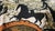 Tibor Reich "Etruscan Horses" Vintage Curtain Panels — Set of 4 (Fully Lined, Sewn, Ready to Hang) Vintage curtain panels...