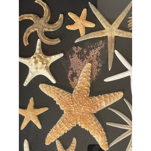 1970s Vintage Sea Stars Collection in a Shadow Box Greeting From Florida For Sale - Image 5 of 11