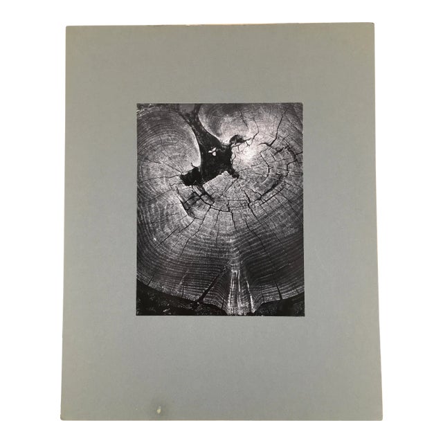 “Old Tree Stump” Dean W Hand 1962 Black and White Modernist Photograph For Sale