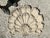 Ecru Vintage Concrete Shell Wall Plaque For Sale - Image 8 of 17