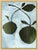 Contemporary Fig Garden by Susan Hable For Sale - Image 3 of 6