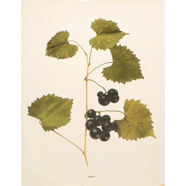 1900s U. P. Hedrick, Original Antique Photogravure of James Grapes For Sale