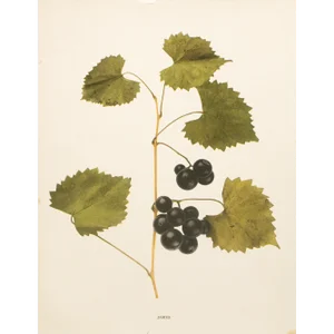 1900s U. P. Hedrick, Original Antique Photogravure of James Grapes