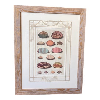 Custom Framed Antique Print ft. Shells with Hand-painted Matte For Sale
