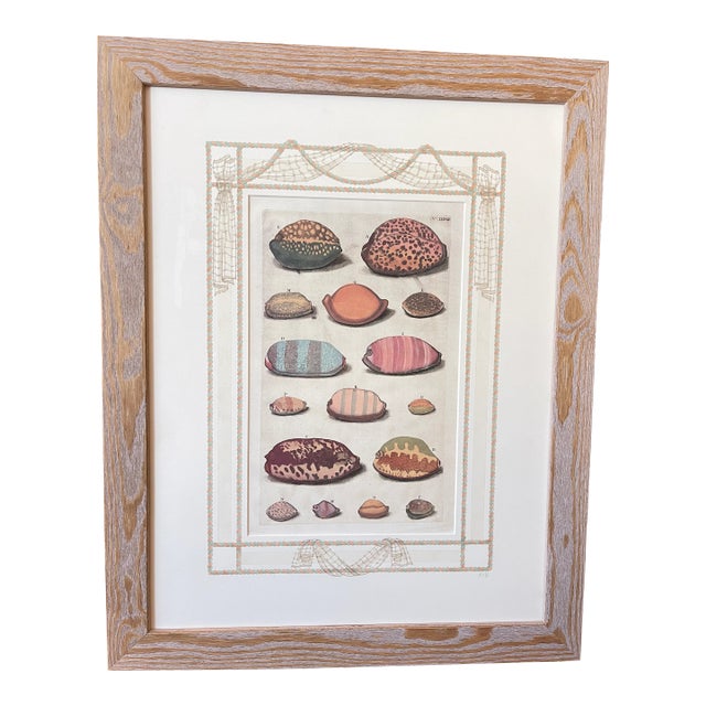 Custom Framed Antique Print ft. Shells with Hand-painted Matte For Sale