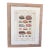 Custom Framed Antique Print ft. Shells with Hand-painted Matte For Sale