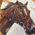 2020s Contemporary Original Horse Portrait Painting by Stephen Heigh “Ready to Run” For Sale - Image 5 of 6
