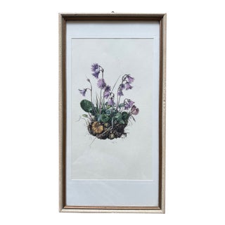 Vintage Framed Botanical Lithograph Featuring Alpine Snowbells For Sale