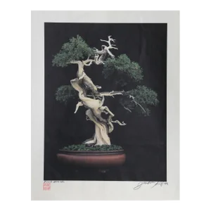 Bonsai, Jonathan Singer, Photograph