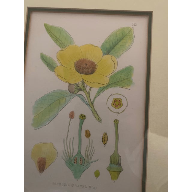 Mid-Century Framed Mark Catesby "Gordonia Loblolly Bay" Botanical Print, Coffey & Thompson For Sale - Image 4 of 12