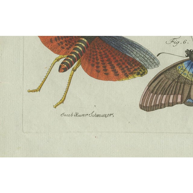 Bertuch, Exotic Insects, Spider and Butterfly, 1800, Engraving For Sale - Image 4 of 10