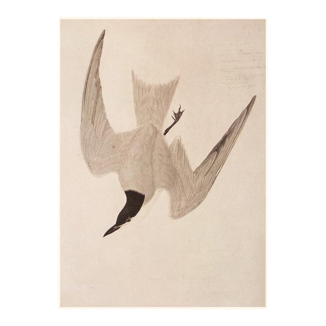 Marsh Tern After John J. Audubon, 1966 Monochrome Cottage Print For Sale