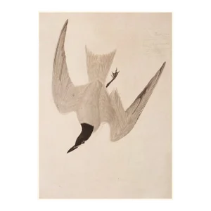 Marsh Tern After John J. Audubon, 1966 Monochrome Cottage Print