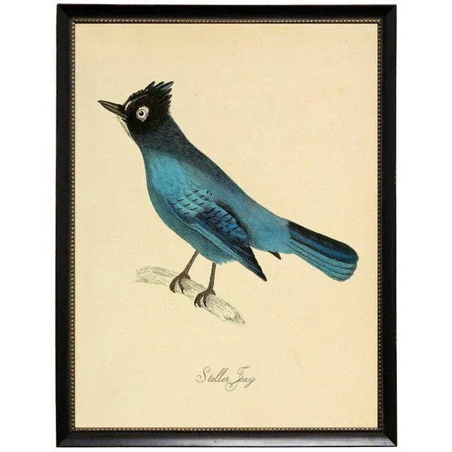 An illustrated blue Garrulus Caronatus framed in black moulding with silver bead. 19x25