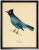 An illustrated blue Garrulus Caronatus framed in black moulding with silver bead. 19x25