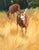 Morning Wanderers depicts a serene moment in nature, featuring two deer gracefully moving through a sunlit field of golden...