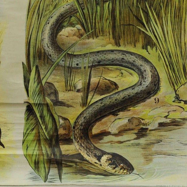 Vintage Adder / Grass Snake Pull Down Wall Chart For Sale - Image 4 of 6