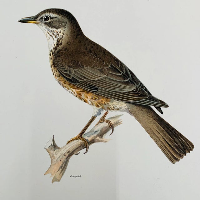 Antique Bird Print For Sale In Washington DC - Image 6 of 13