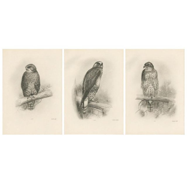 Lilian Marguerite Medland, Three British Raptors: Buzzards and Adult Goshawk, 1908, Photogravure, Set of 3 For Sale - Image 10 of 10