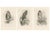 Lilian Marguerite Medland, Three British Raptors: Buzzards and Adult Goshawk, 1908, Photogravure, Set of 3 For Sale - Image 10 of 10