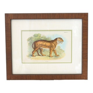 Natural History Chromolithograph of a Tiger For Sale