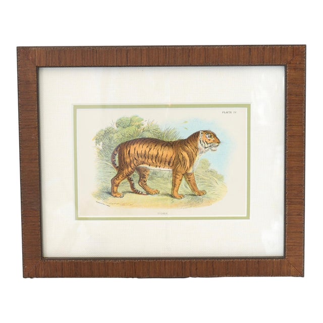 Natural History Chromolithograph of a Tiger For Sale