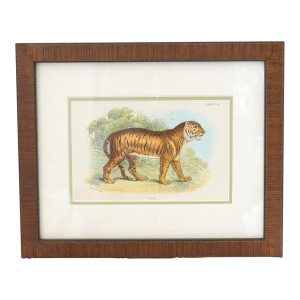 Natural History Chromolithograph of a Tiger