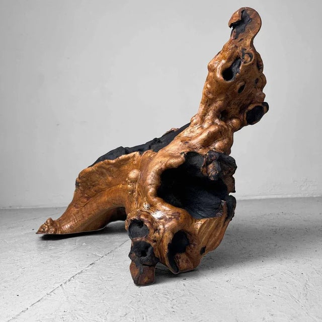 Wood Burl Wood, Japan, 1950s For Sale - Image 9 of 12