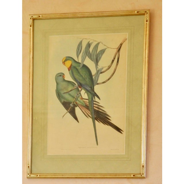 English Original Circa 1848 John Gould “Polytelis Barrabandi” Hand-Colored Lithograph For Sale - Image 3 of 9