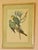 English Original Circa 1848 John Gould “Polytelis Barrabandi” Hand-Colored Lithograph For Sale - Image 3 of 9