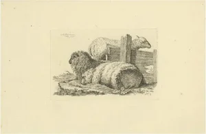 Oberman, Three Sheep Resting, 1810, Etching on Paper