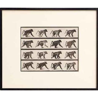 After Eadweard Muybridge, Child with Watering Can from Electa Editrice Portfolio, 1980, Black & White Photogravure For Sale