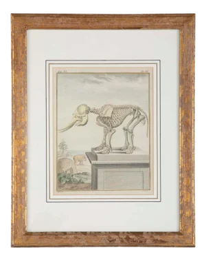 18th Century French Hand Colored Etching of an Elephant Skeleton