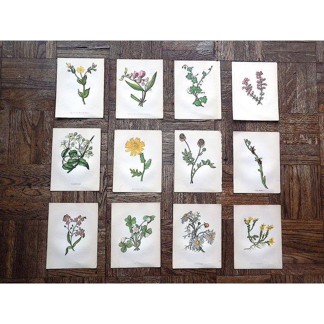 Green Authentic Antique 19th Century Anne Pratt Botanical Chromolithographs - Set of 12 For Sale - Image 8 of 8