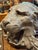 19th Century Copper Lion Victorian Ceiling Corice Piece For Sale - Image 17 of 18