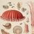 24" X 18" Fantasy Seascape Fine Art Print / Sea Shells / Seaside For Sale - Image 4 of 7