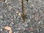 Italian Neoclassical Style Brass Arrow and Quiver Table For Sale - Image 9 of 12