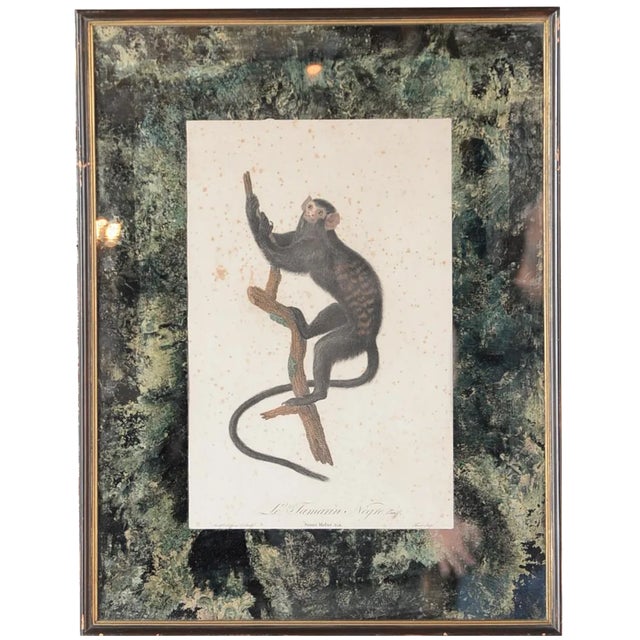 18th-C. Colored Monkey Print by Jean Baptiste For Sale