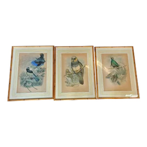 Three Hand Colored J Gould Bird Prints