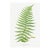Vintage Fern Art Print, Botanical Fern Reproduction, 24" X 36" For Sale