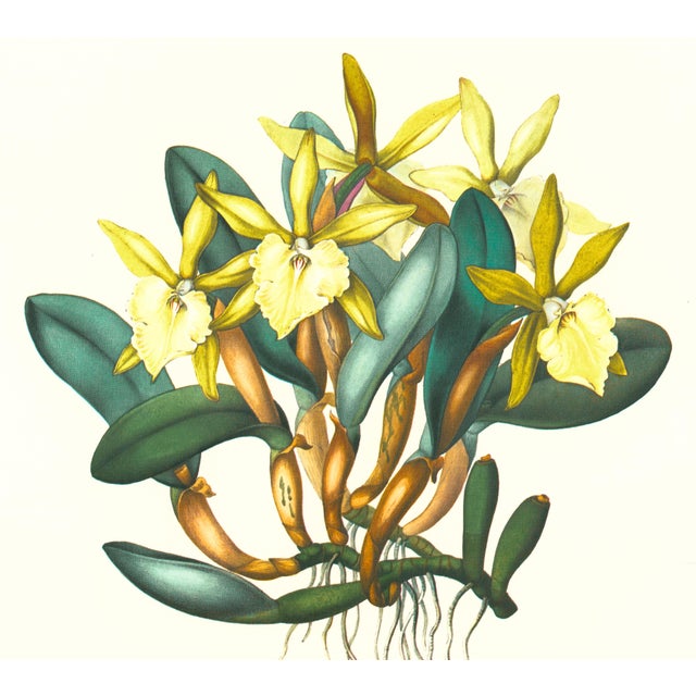 Limited edition reproduction print of one of the most famous botanical works ever produced, "The Orchidaceae of Mexico and...