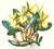 Limited edition reproduction print of one of the most famous botanical works ever produced, "The Orchidaceae of Mexico and...