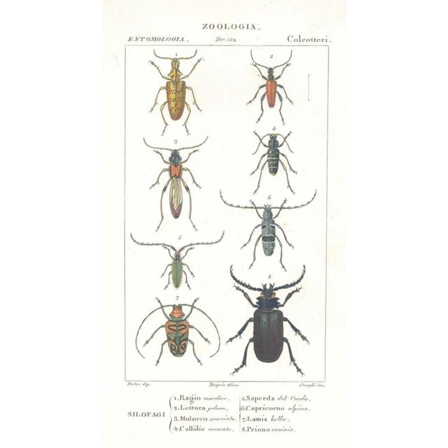 Pierre Jean François Turpin, Coleoptera, Etching, 1831 For Sale - Image 3 of 3