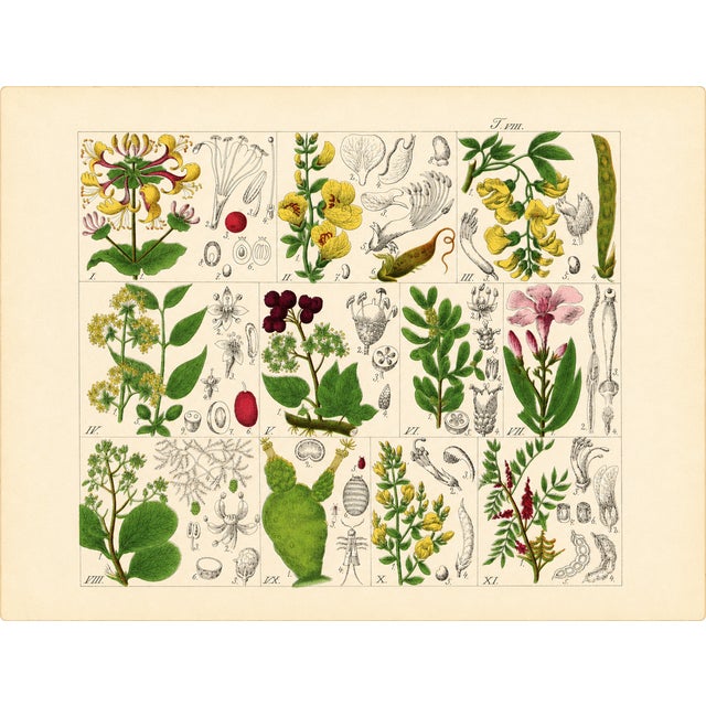 Late 19th Century Rare 1876 German Hand-Colored Botanical Plates From Büchner’s Pflanzen-Atlas — Set of 6 For Sale - Image 5 of 7