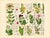 Late 19th Century Rare 1876 German Hand-Colored Botanical Plates From Büchner’s Pflanzen-Atlas — Set of 6 For Sale - Image 5 of 7