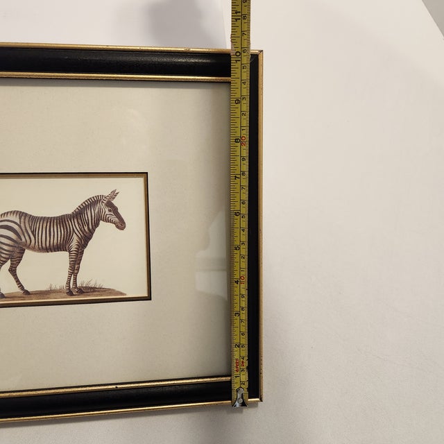 1990s Framed Zebra Natural History Style Print - Black & Gold Wood Frame For Sale In Orlando - Image 6 of 7