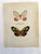 Up for sale is this gorgeous lithograph by F. Prochazka, published in Great Britain in 1965. It is in excellent, gently-...