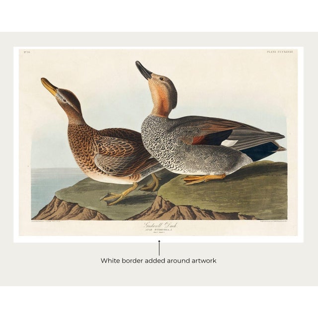Gadwall Duck, Vintage Art Print Reproduction From Birds of America by John James Audubon, 60" X 40" For Sale In Buffalo - Image 6 of 11